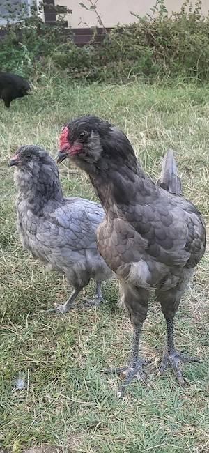 Ameraucana   Easter eggers cocosi de vanzare - imagine 4