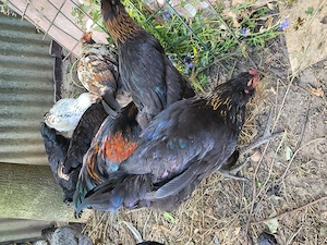 Ameraucana   Easter eggers cocosi de vanzare - imagine 5