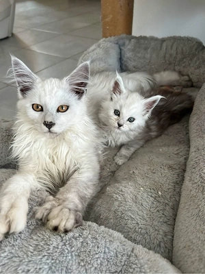 maine coon smoke grey  - imagine 2