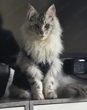 maine coon smoke grey  - imagine 3
