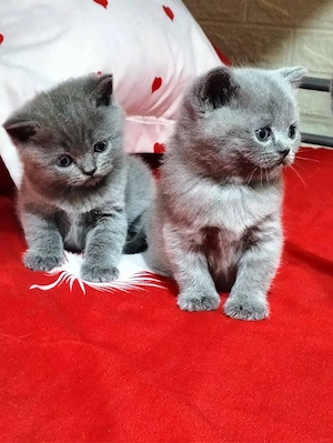 Puiuti de pisica British Shorthair - imagine 4