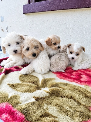 pui maltipoo - imagine 3