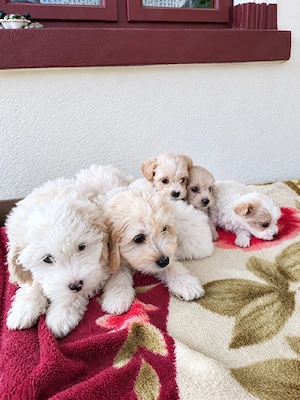 pui maltipoo - imagine 2