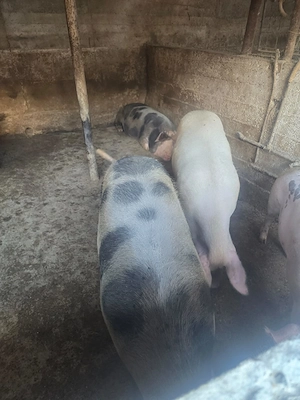Porci de casă cu coadă  - imagine 2