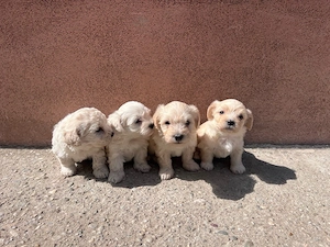 Bichon Maltez-1 luna  - imagine 3