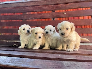 Bichon Maltez-1 luna  - imagine 2
