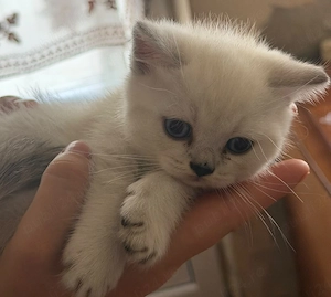 Ragdoll    