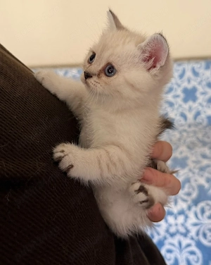 Ragdoll    