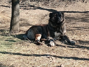 Vând câine ciobănesc 