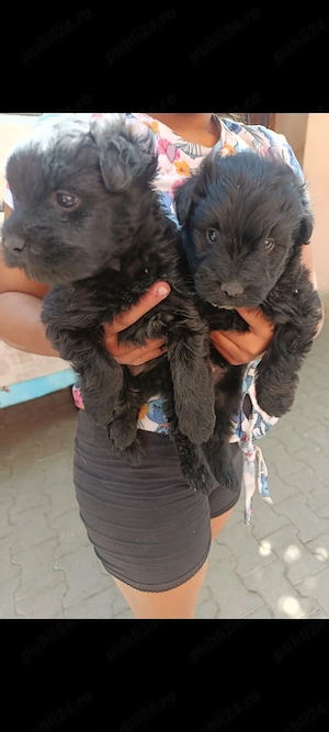 Căței de întors oi 