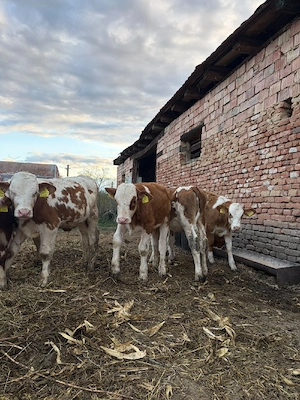 Vând viței 