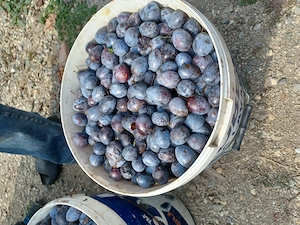 Vând prune 