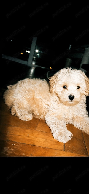 vand bichon maltez 5 luni cu vaccinuri si carnet 