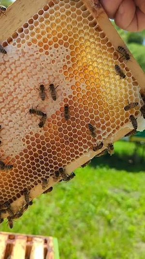 vand miere naturala de albine culeasa pe pajistile Dunarii