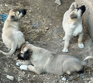 Catei Kangal de vanzare - imagine 3