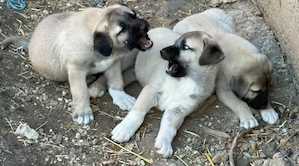 Catei Kangal de vanzare - imagine 4
