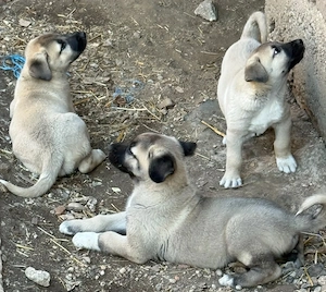 Catei Kangal de vanzare - imagine 2