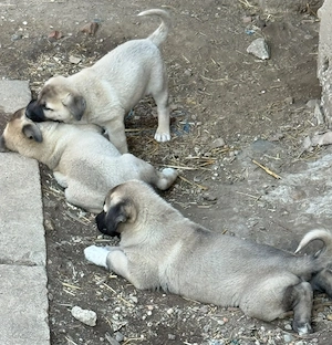 Catei Kangal de vanzare - imagine 5