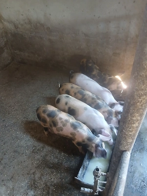Purcei 10 saptamani duroc si petrean - imagine 2