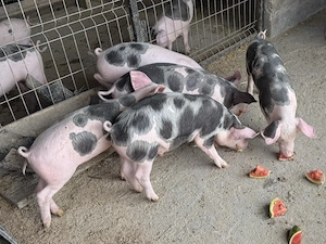De vânzare purcei!!!