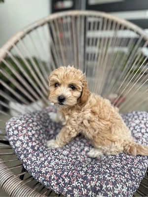 Pui metis Bichon   Pudel Mini Toy, talie mic