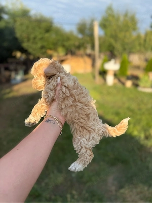 Pui metis Bichon   Pudel Mini Toy, talie mic - imagine 3