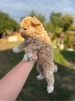 Pui metis Bichon   Pudel Mini Toy, talie mic - imagine 4