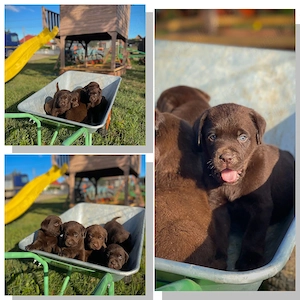 Cățeluși Labrador Retriever ciocolatiu*