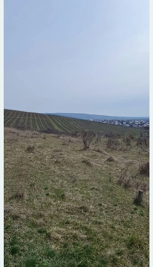 Teren viticol intravilan extravilan 3,5 ha