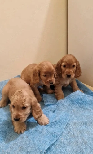 Cocker Spaniel - SUPERBI  - imagine 5