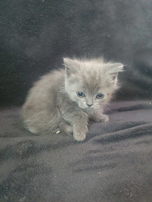 British shorthair Blue  - imagine 2