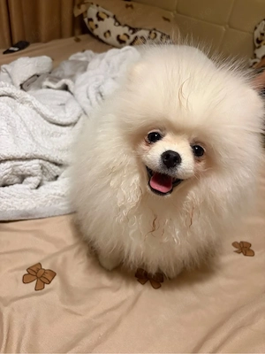 pomeranian pui 4 luni baietel  - imagine 2
