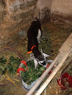 ieduță de vânzare șase luni din capră bună de lapte și fără miros laptele 