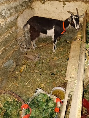 ieduță de vânzare șase luni din capră bună de lapte și fără miros laptele  - imagine 2