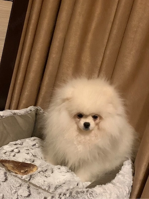 pomeranian pui 4 luni baietel  - imagine 3