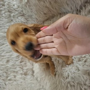 Cocker spaniel deosebiti 