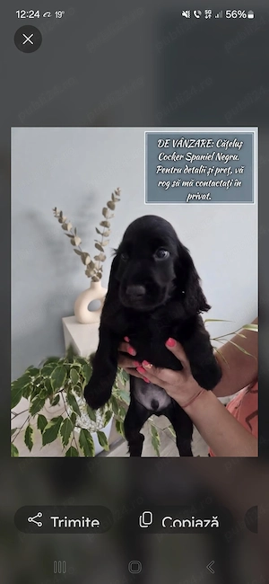 Cocker spaniel deosebiti  - imagine 3