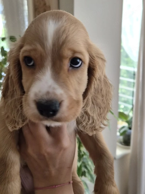 Cocker spaniel deosebiti  - imagine 4