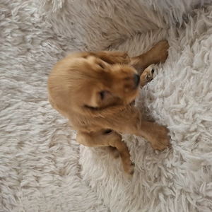 Cocker spaniel deosebiti  - imagine 2