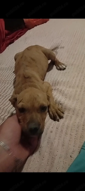 femele amstaff cu boxer - imagine 2