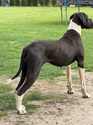 dog german femela cu pedigree - imagine 3