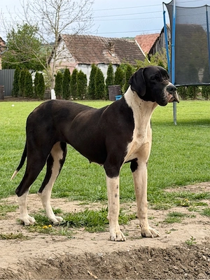 dog german femela cu pedigree - imagine 2