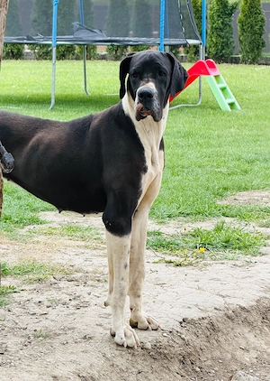 dog german femela cu pedigree - imagine 4