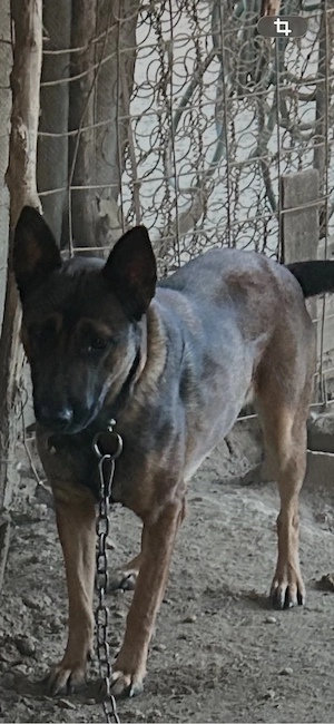 vand femela ciobanesc belgian malinois