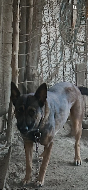 vand femela ciobanesc belgian malinois - imagine 2