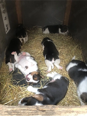 beagle tricolori - imagine 5