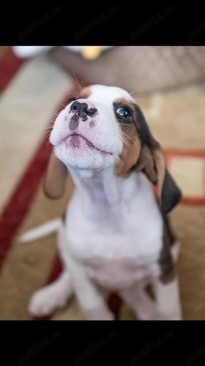 beagle tricolori - imagine 2