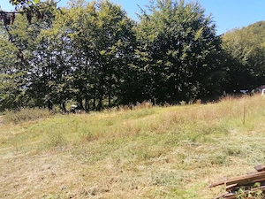 Vând teren 41 ari, dc pădure 36 ari cu poieniță de 5 ari în mijloc. Schimb și cu apartament 2 camere - imagine 8