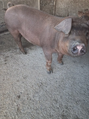 de vanzare 1 mascul 40 kg rasă duroc  - imagine 3