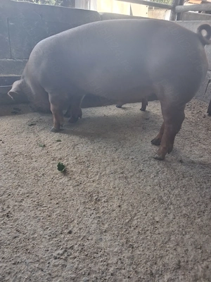 de vanzare 1 mascul 40 kg rasă duroc  - imagine 2